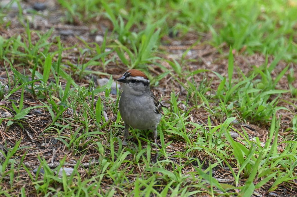 2025-07059483 River Bend Farm, MA.JPG - Chipping Sparrow. River Bend Farm, MA, 7-5-2025